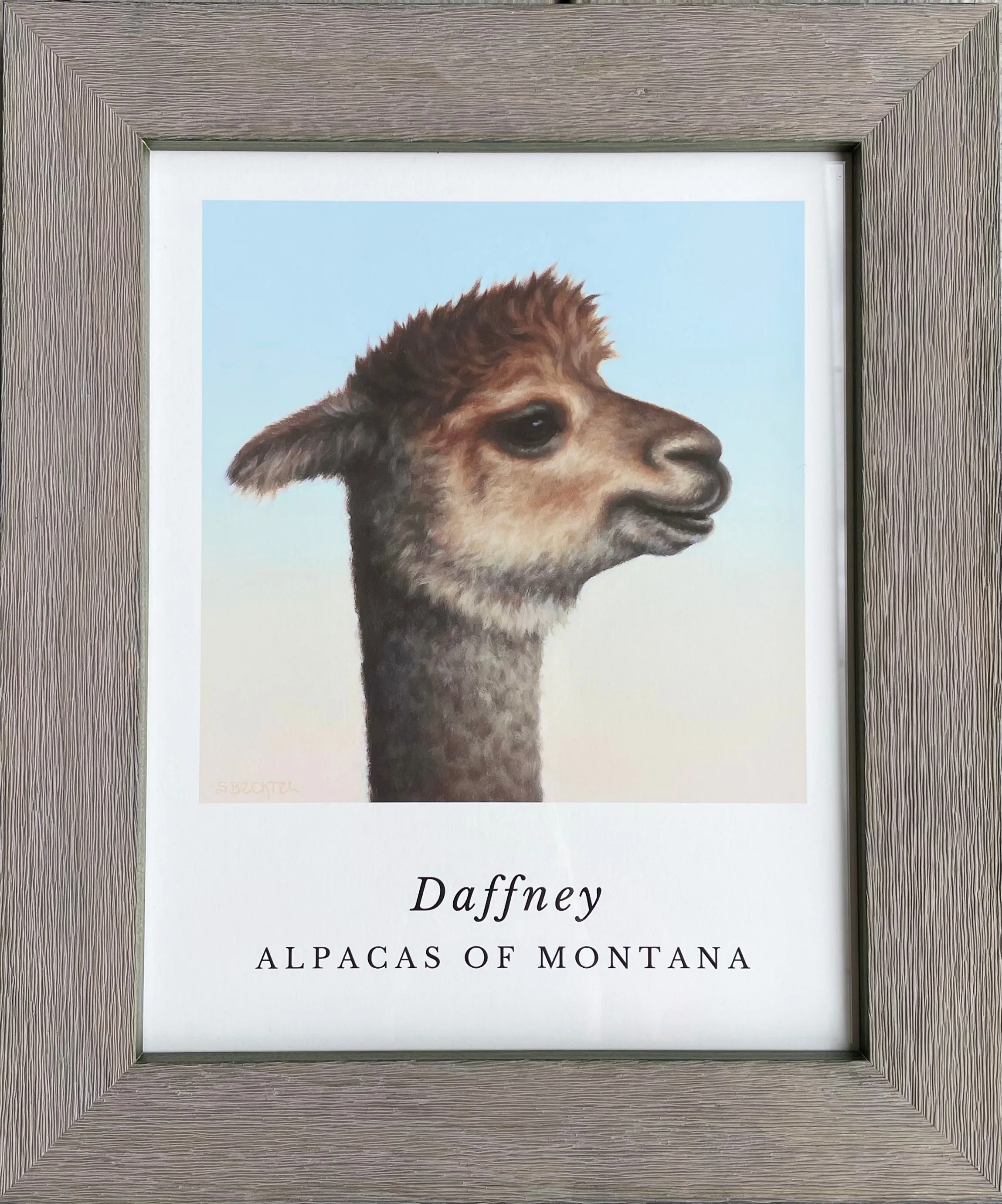 Alpaca Art Prints by Sarah Becktel