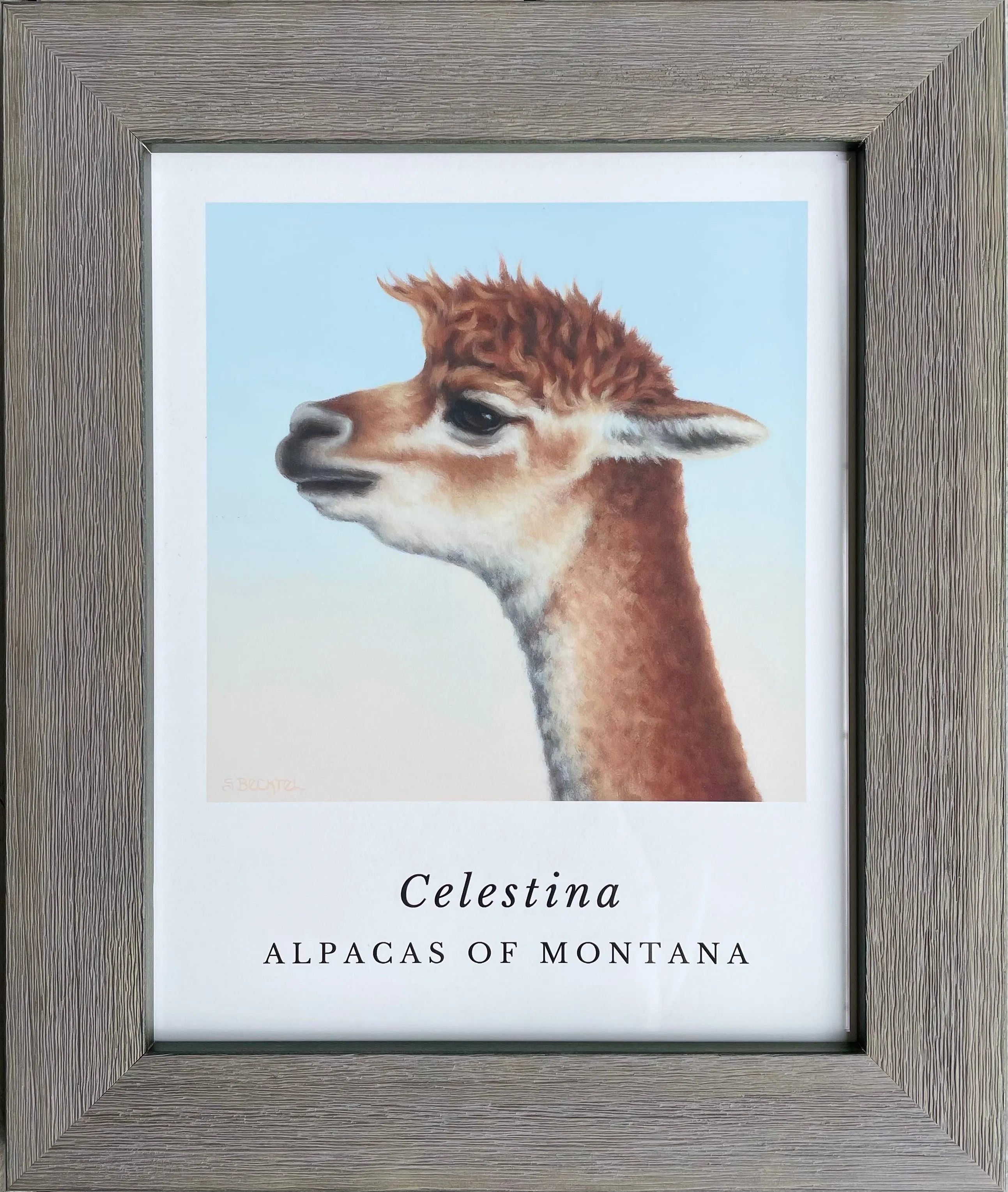 Alpaca Art Prints by Sarah Becktel