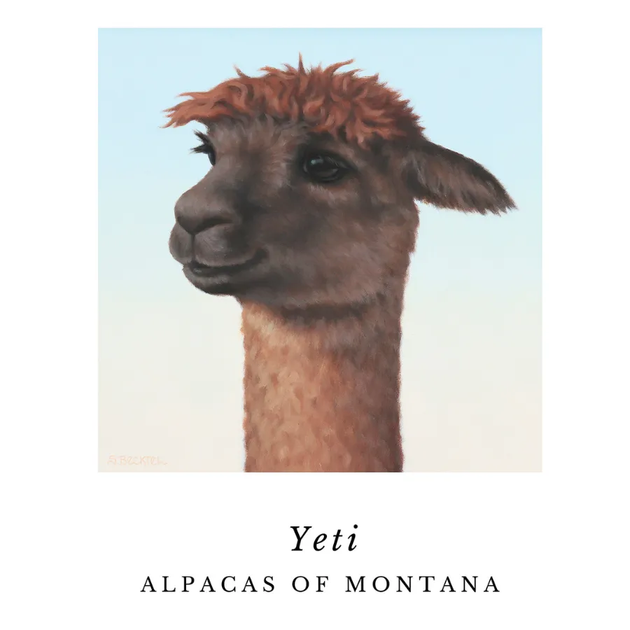 Alpaca Art Prints by Sarah Becktel