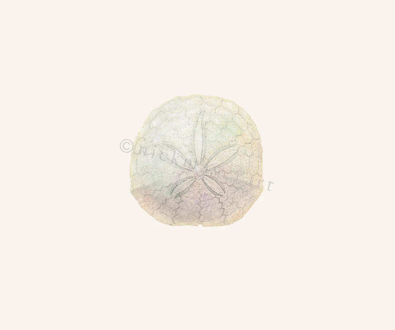 Ivory Sand Dollar II Print