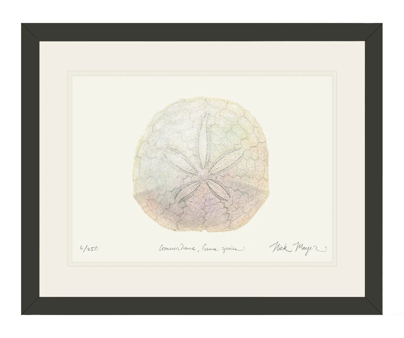 Ivory Sand Dollar II Print