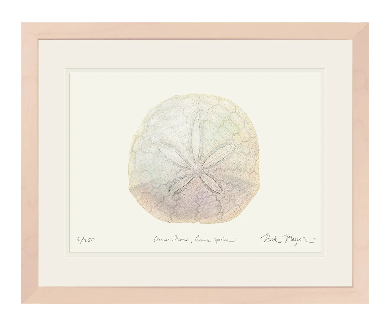 Ivory Sand Dollar II Print