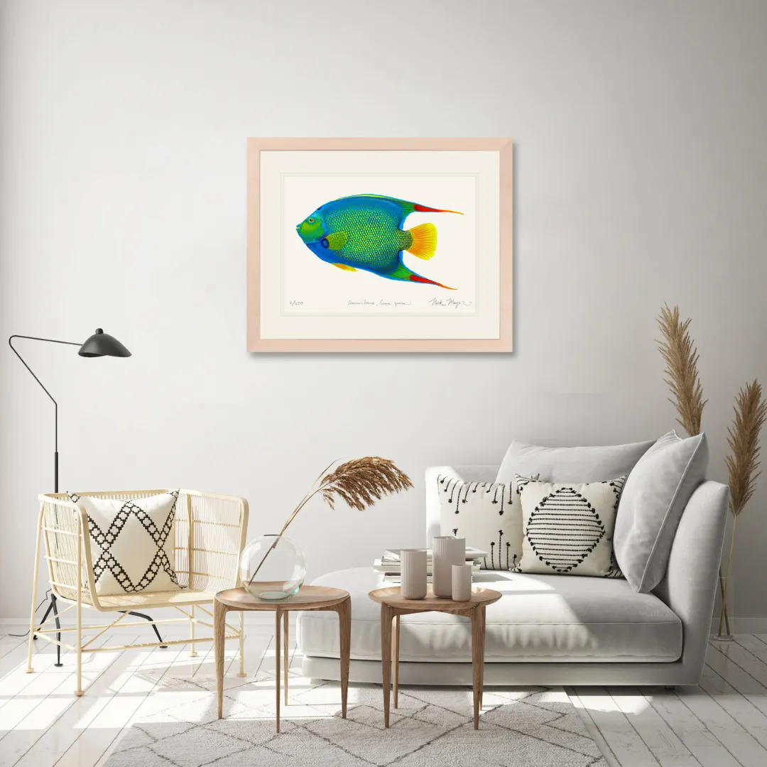 Queen Angelfish Print