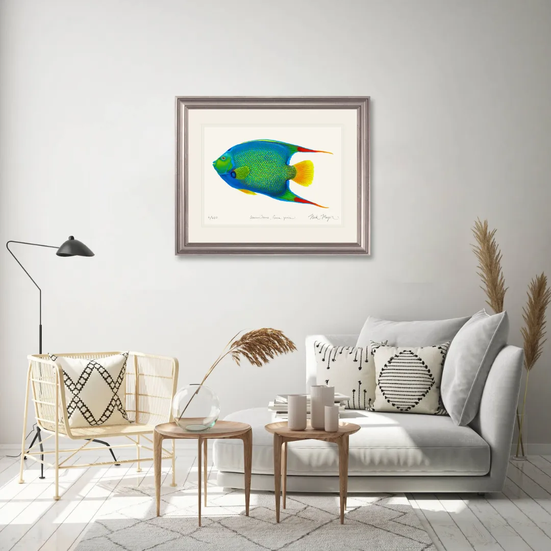 Queen Angelfish Print