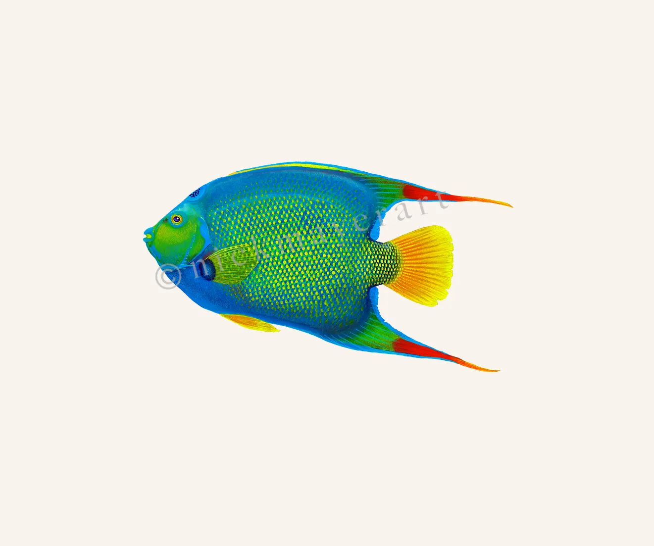 Queen Angelfish Print