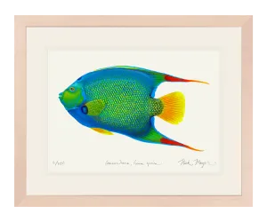 Queen Angelfish Print