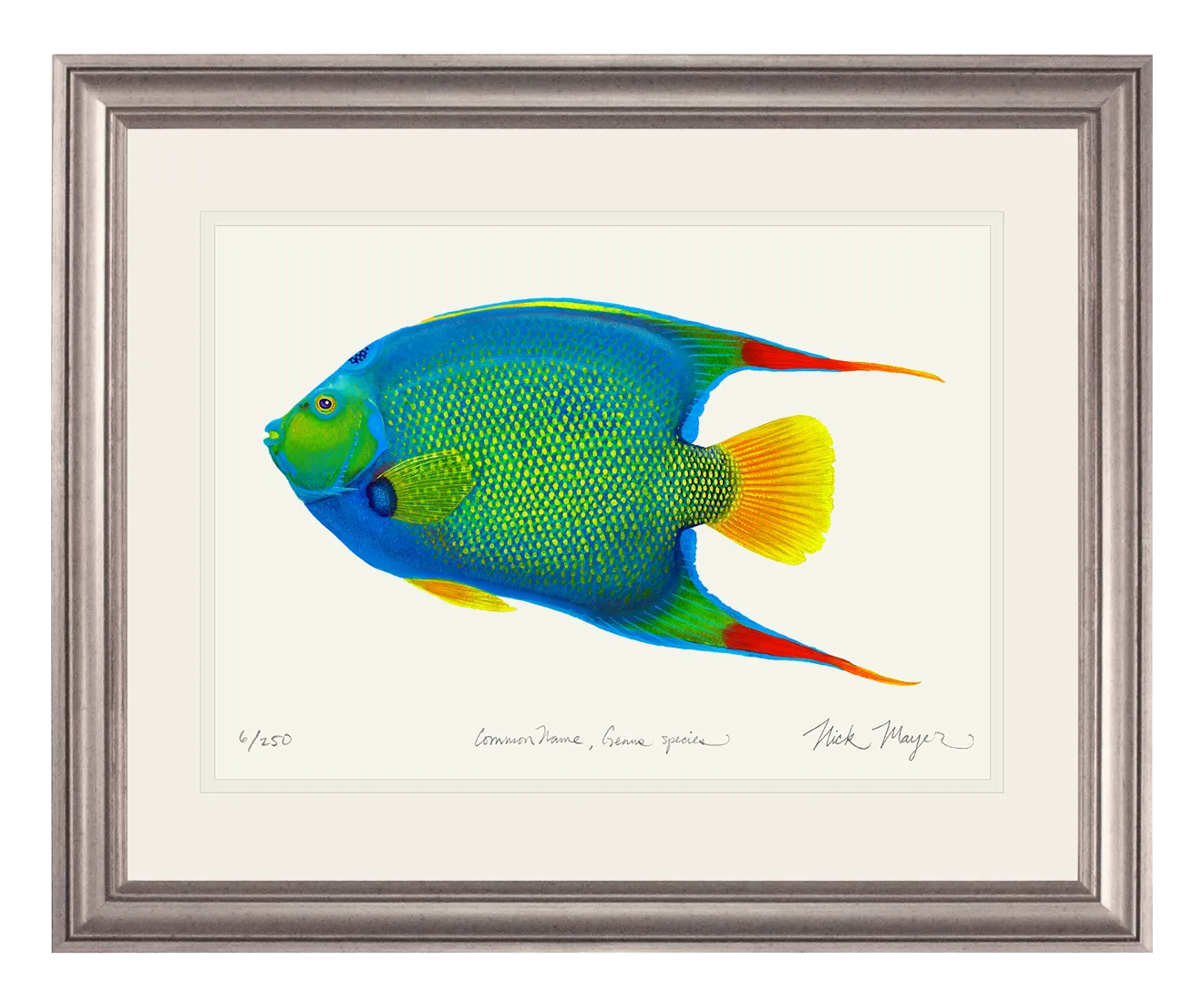 Queen Angelfish Print