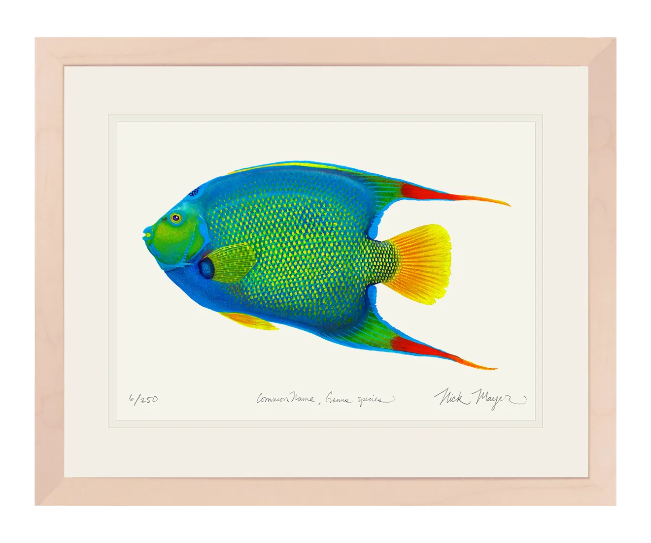 Queen Angelfish Print