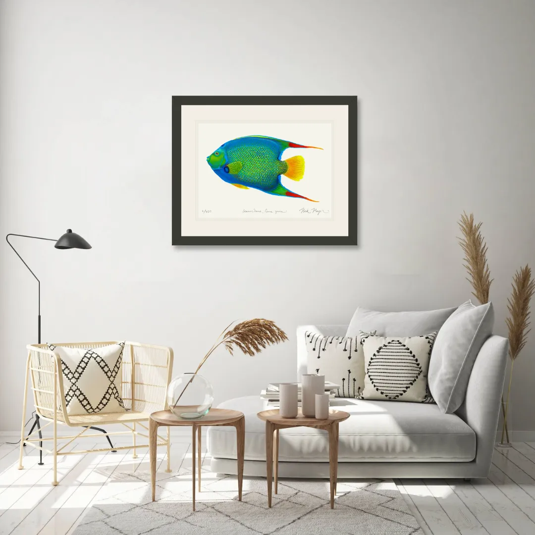 Queen Angelfish Print